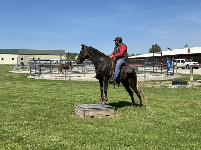 Rocky Mountain-häst Valack 6 år 142 cm Brun in Lewisburg