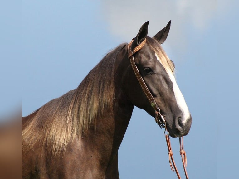 Rocky Mountain-häst Valack 6 år 142 cm Ljusbrun in Whitley city KY