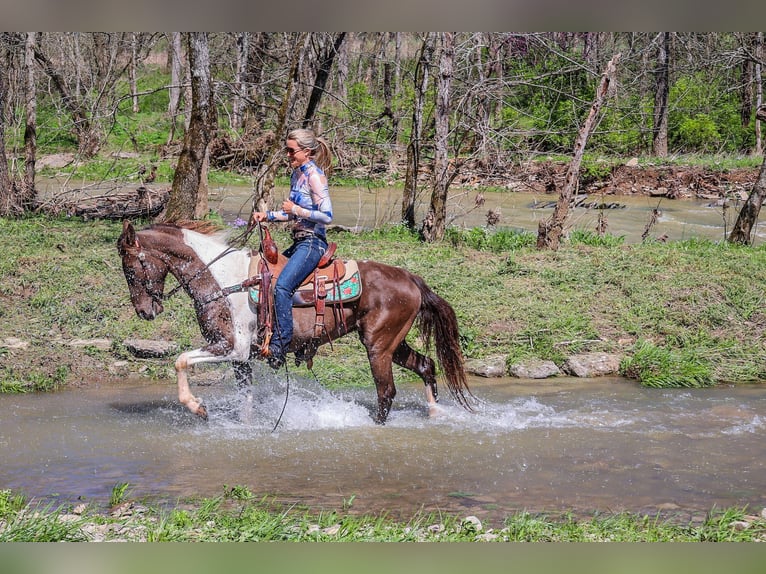 Rocky Mountain-häst Valack 6 år Tobiano-skäck-alla-färger in Flemingsburg KY
