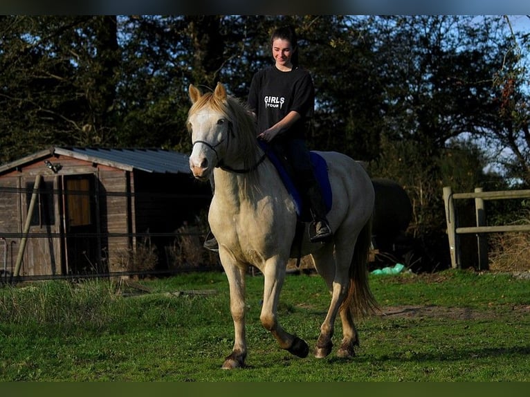 Rocky Mountain-häst Valack 8 år 147 cm Cremello in GOVEN