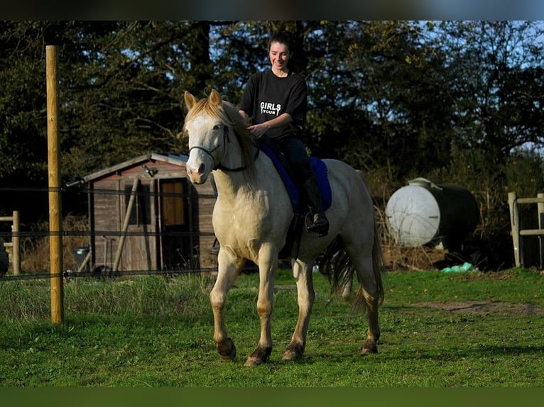 Rocky Mountain-häst Valack 8 år 147 cm Cremello in GOVEN