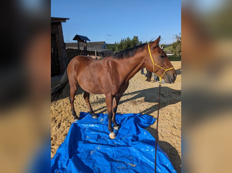 Rocky Mountain-häst Valack 9 år 153 cm Brun in Volkmarsen