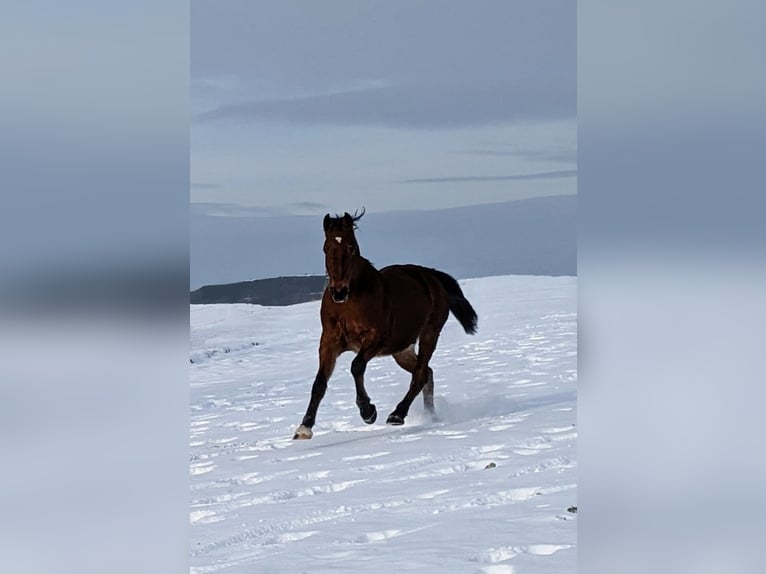 Rocky Mountain-häst Valack 9 år 153 cm Brun in Volkmarsen