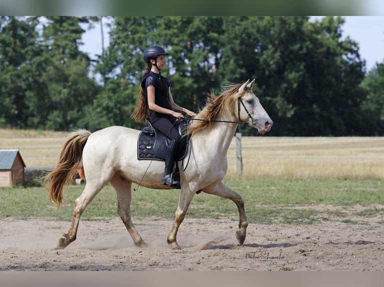 Rocky Mountain-häst Valack 9 år 153 cm Champagne in Diesdorf