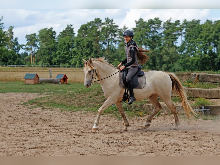 Rocky Mountain-häst Valack 9 år 153 cm Champagne in Diesdorf