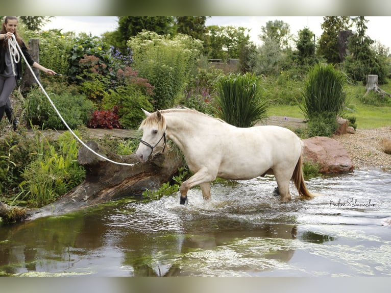 Rocky Mountain-häst Valack 9 år 153 cm Champagne in Diesdorf