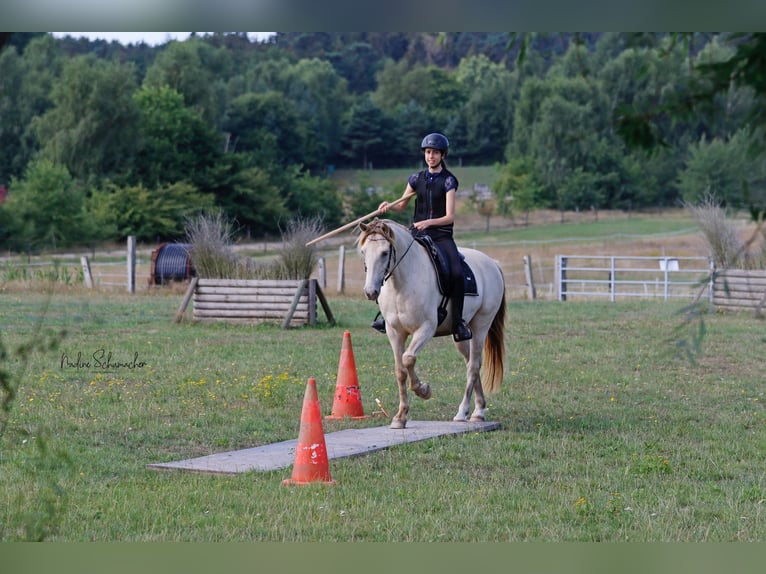 Rocky Mountain-häst Valack 9 år 153 cm Champagne in Diesdorf