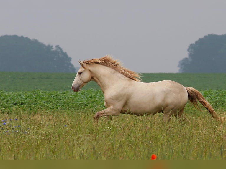 Rocky Mountain Horse Caballo castrado 10 años 153 cm Champán in Diesdorf