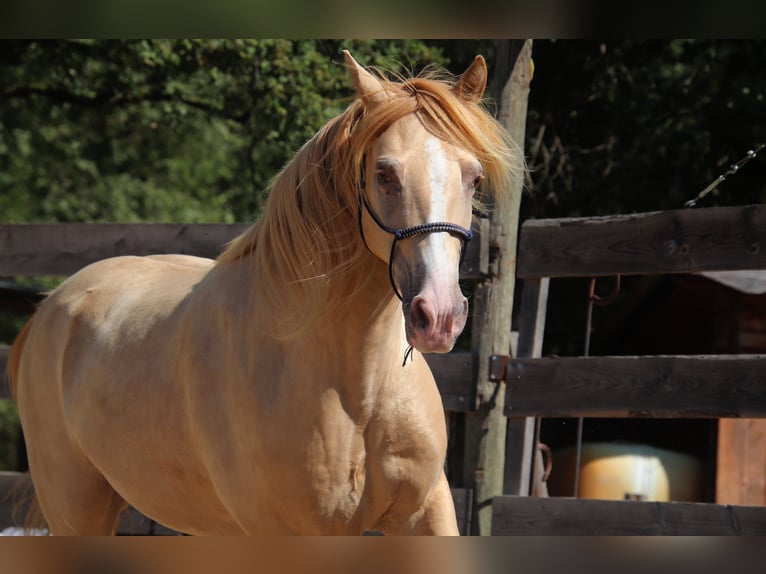 Rocky Mountain Horse Caballo castrado 10 años 155 cm Champán in Montaigu-de-Quercy