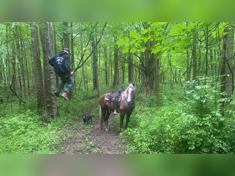 Rocky Mountain Horse Caballo castrado 11 años 157 cm Palomino in Moscow OH