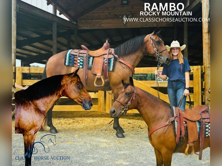 Rocky Mountain Horse Caballo castrado 12 años 152 cm Castaño rojizo in Breeding, KY