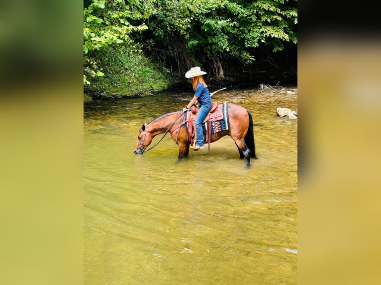 Rocky Mountain Horse Caballo castrado 12 años 152 cm Castaño rojizo in Breeding, KY