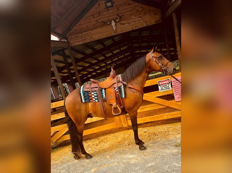 Rocky Mountain Horse Caballo castrado 12 años 152 cm Castaño rojizo in Breeding, KY