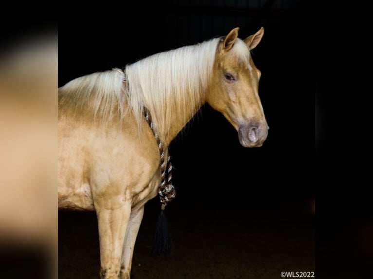 Rocky Mountain Horse Caballo castrado 12 años 152 cm Palomino in Brookesville Ky
