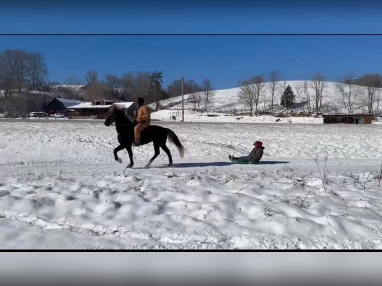 Rocky Mountain Horse Caballo castrado 12 años 155 cm in Grassy Creek, KY