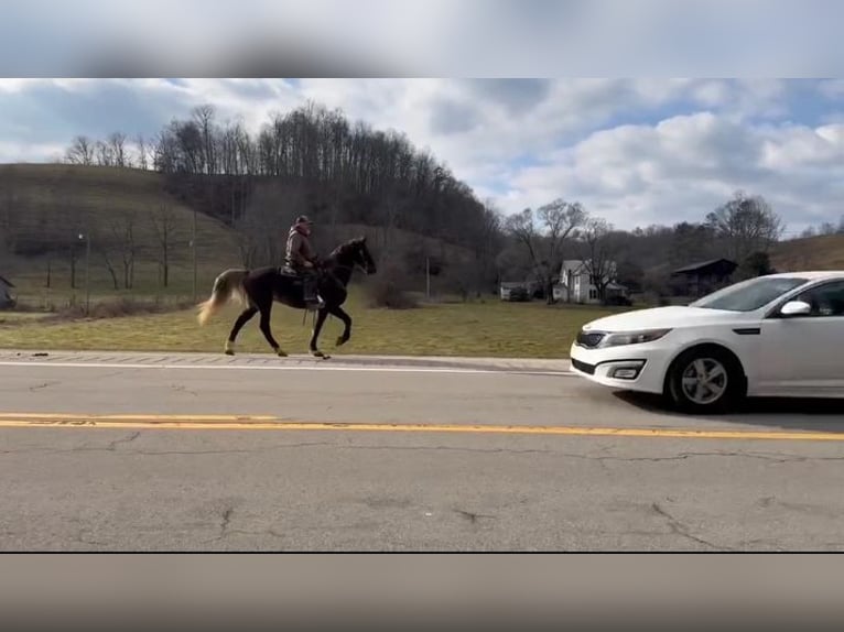 Rocky Mountain Horse Caballo castrado 12 años 155 cm in Grassy Creek, KY