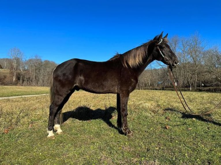 Rocky Mountain Horse Caballo castrado 12 años 155 cm in Grassy Creek, KY