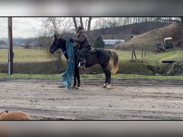 Rocky Mountain Horse Caballo castrado 12 años 155 cm in Grassy Creek, KY