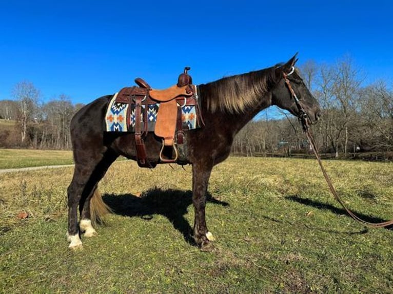 Rocky Mountain Horse Caballo castrado 12 años 155 cm in Grassy Creek, KY