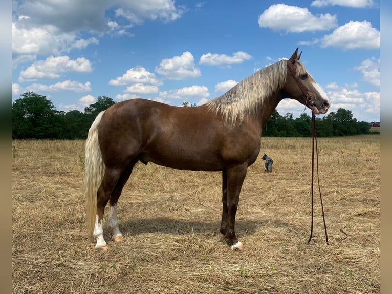 Rocky Mountain Horse Caballo castrado 12 años 157 cm Palomino in Moscow OH