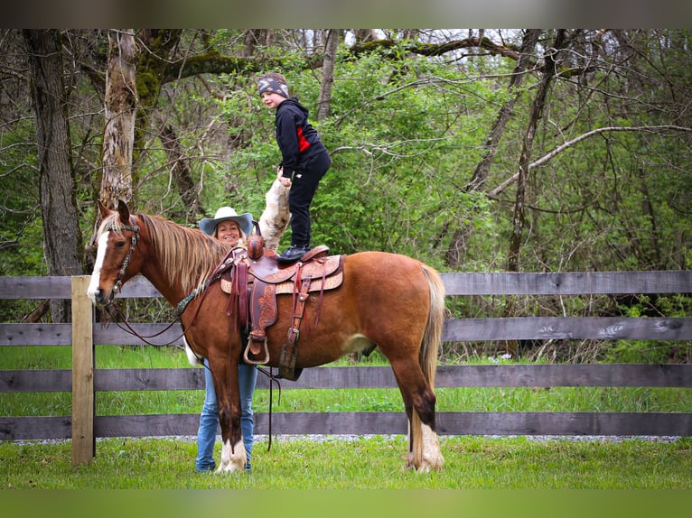 Rocky Mountain Horse Caballo castrado 13 años 152 cm Castaño in Flemingsburg KY