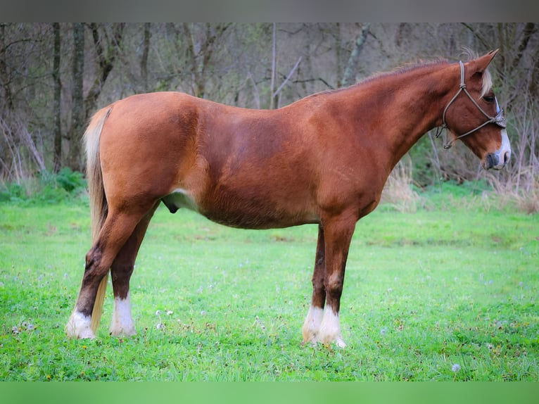 Rocky Mountain Horse Caballo castrado 13 años 152 cm Castaño in Flemingsburg KY