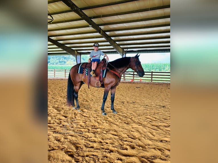 Rocky Mountain Horse Caballo castrado 13 años 152 cm Castaño rojizo in Breeding, KY