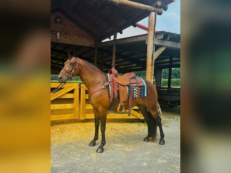 Rocky Mountain Horse Caballo castrado 13 años 152 cm Castaño rojizo in Breeding, KY