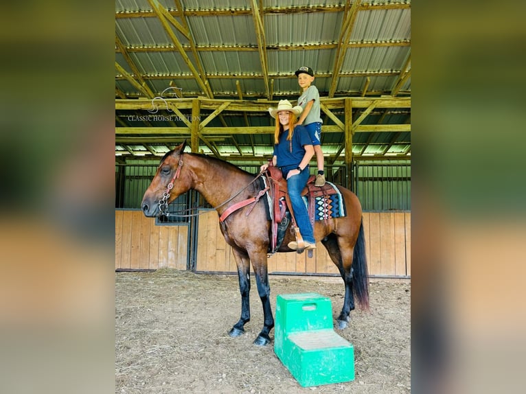 Rocky Mountain Horse Caballo castrado 13 años 152 cm Castaño rojizo in Breeding, KY