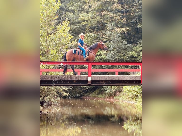 Rocky Mountain Horse Caballo castrado 13 años 152 cm Castaño rojizo in Breeding, KY