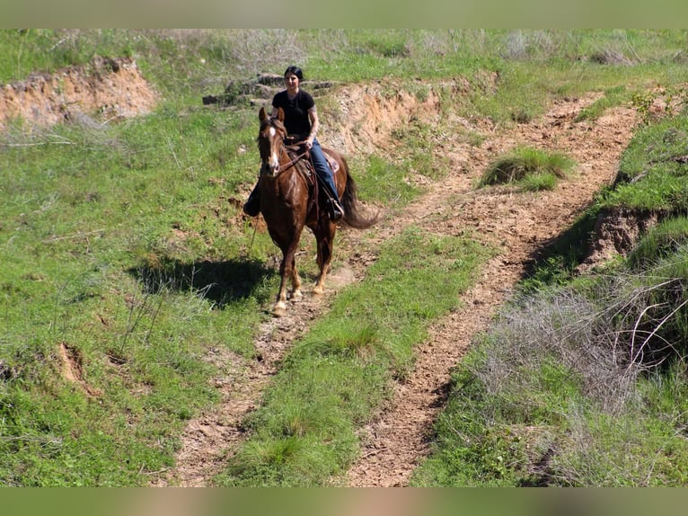 Rocky Mountain Horse Caballo castrado 14 años 142 cm Palomino in Poolville