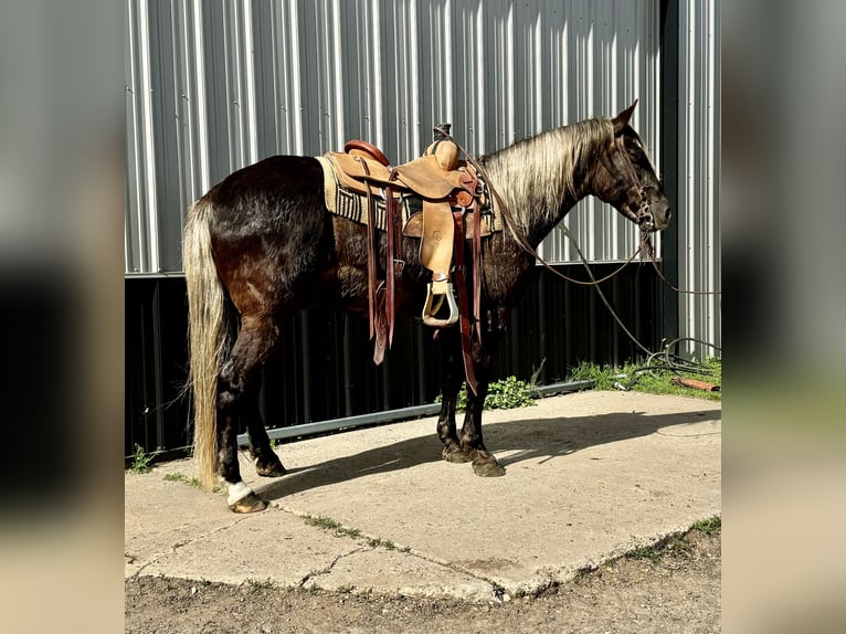 Rocky Mountain Horse Caballo castrado 14 años 147 cm in Cannon Falls