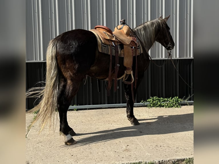 Rocky Mountain Horse Caballo castrado 14 años 147 cm in Cannon Falls