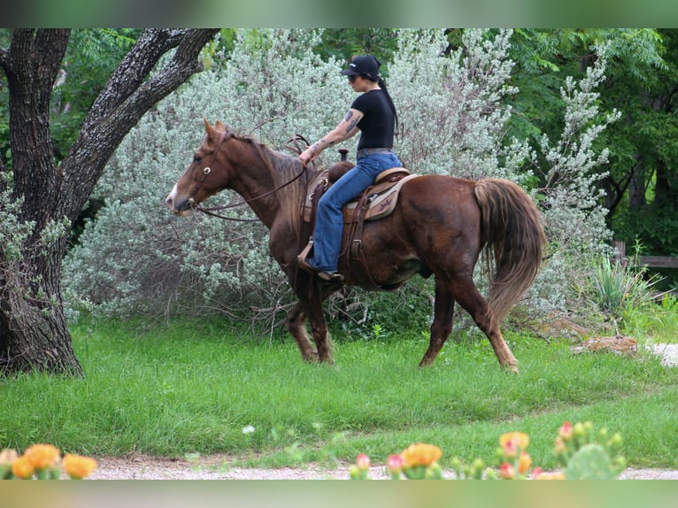 Rocky Mountain Horse Caballo castrado 14 años 150 cm Palomino in Poolville
