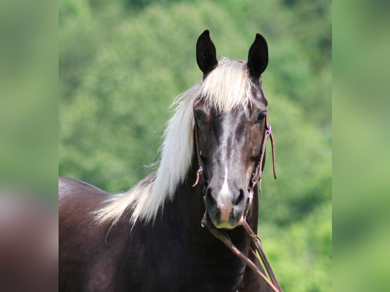 Rocky Mountain Horse Caballo castrado 14 años 155 cm Castaño in Jamestown KY