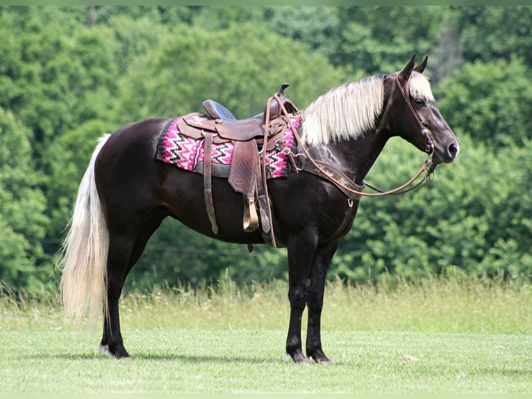 Rocky Mountain Horse Caballo castrado 14 años 155 cm Castaño in Jamestown KY