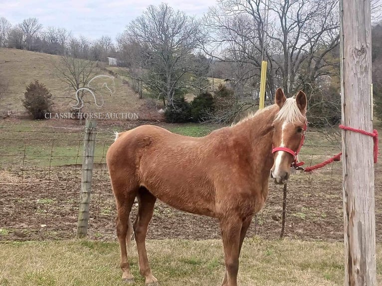 Rocky Mountain Horse Caballo castrado 14 años 163 cm Alazán rojizo in Winchester, KY