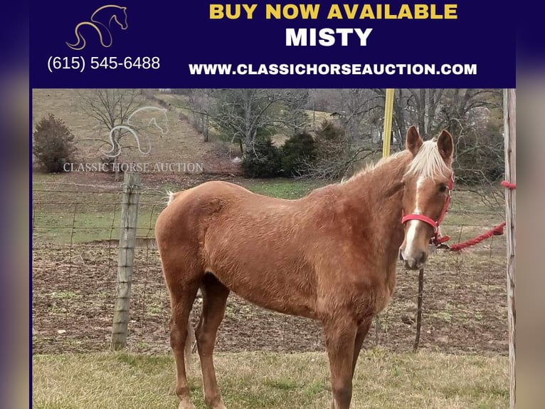 Rocky Mountain Horse Caballo castrado 14 años 163 cm Alazán rojizo in Winchester, KY