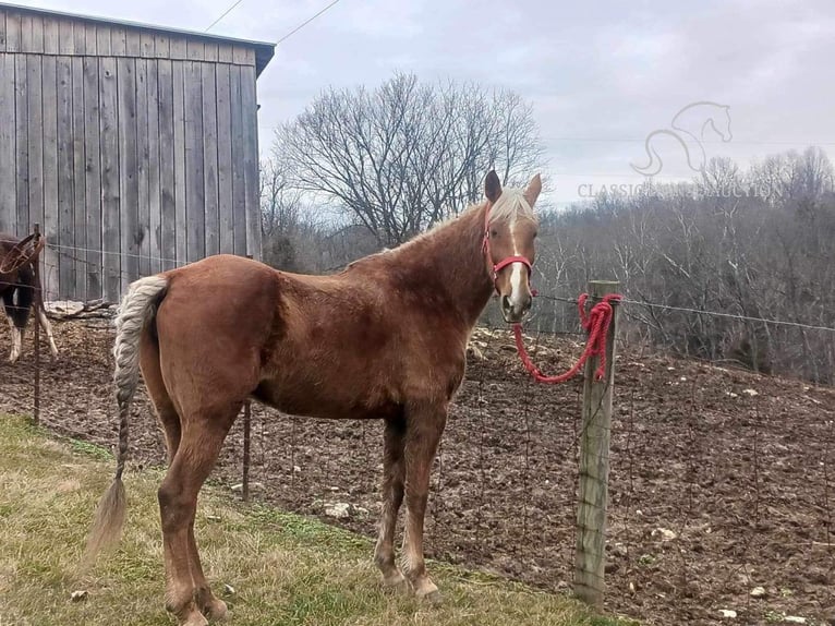 Rocky Mountain Horse Caballo castrado 14 años 163 cm Alazán rojizo in Winchester, KY