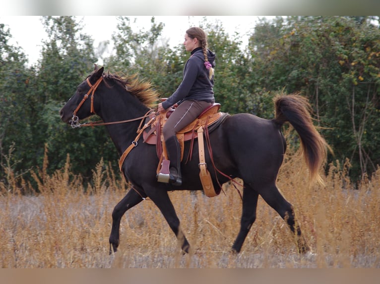 Rocky Mountain Horse Caballo castrado 15 años 154 cm in Les Barthes