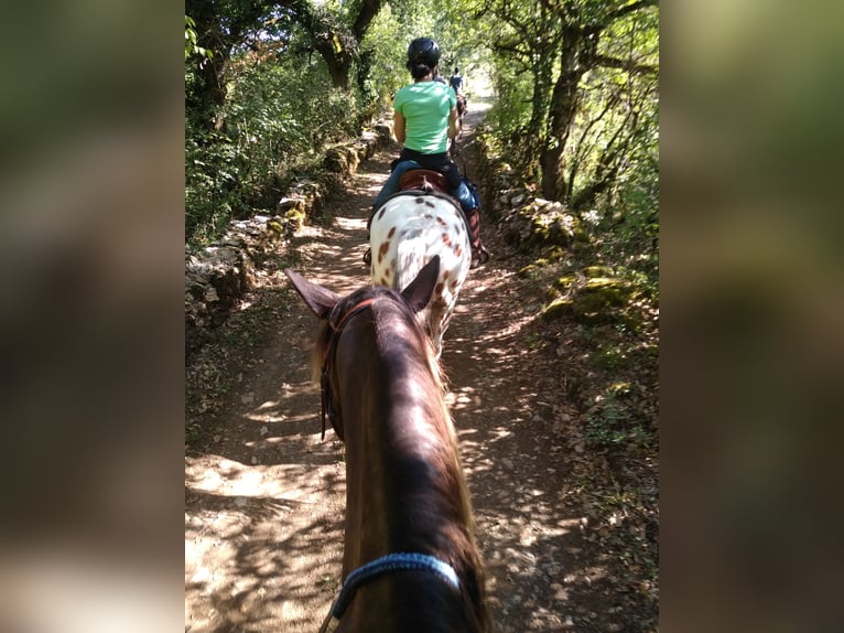 Rocky Mountain Horse Caballo castrado 15 años 154 cm in Les Barthes