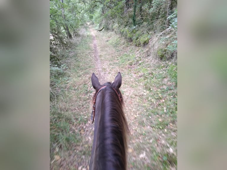 Rocky Mountain Horse Caballo castrado 15 años 154 cm in Les Barthes