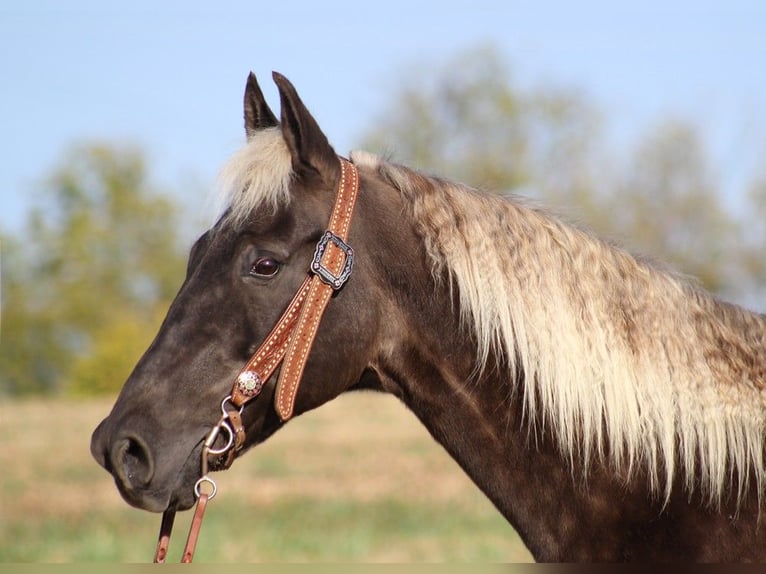 Rocky Mountain Horse Caballo castrado 15 años 155 cm Castaño in Whitley city KY