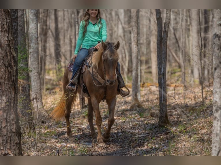 Rocky Mountain Horse Caballo castrado 15 años 160 cm Castaño in Ewing KY