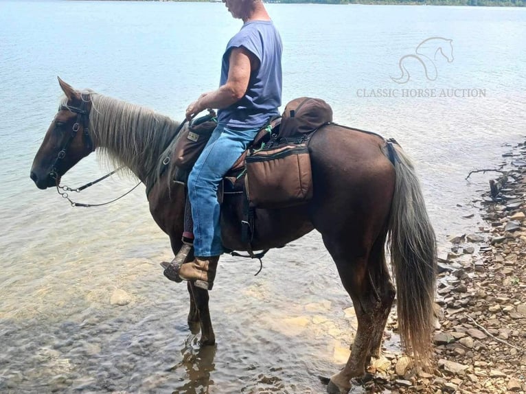 Rocky Mountain Horse Caballo castrado 15 años 163 cm Alazán rojizo in Winchester, KY