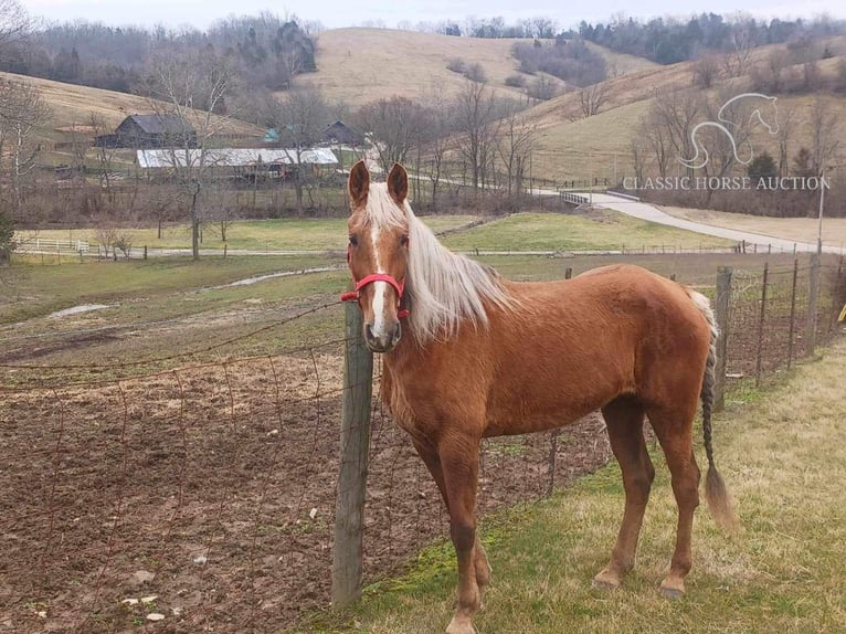 Rocky Mountain Horse Caballo castrado 15 años 163 cm Alazán rojizo in Winchester, KY