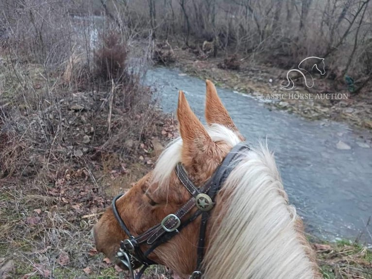 Rocky Mountain Horse Caballo castrado 15 años 163 cm Alazán rojizo in Winchester, KY