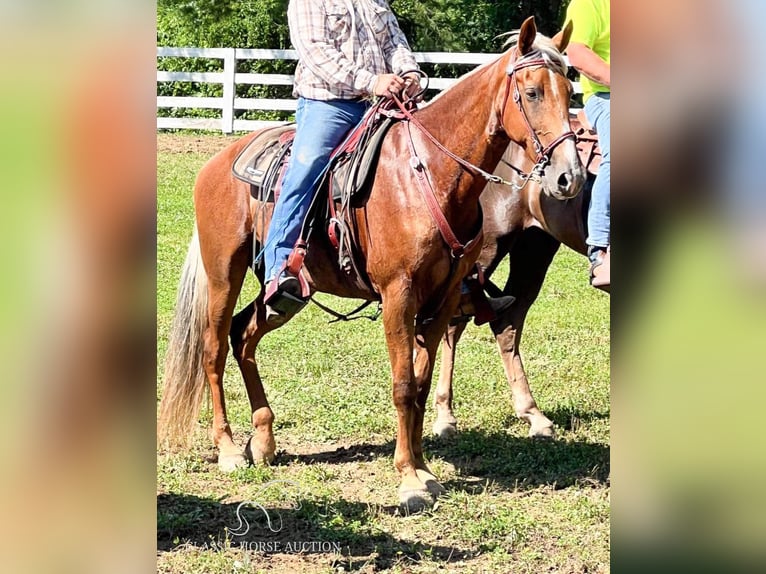 Rocky Mountain Horse Caballo castrado 15 años 163 cm Alazán rojizo in Winchester, KY