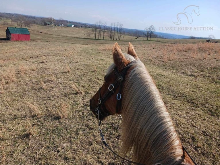 Rocky Mountain Horse Caballo castrado 15 años 163 cm Alazán rojizo in Winchester, KY