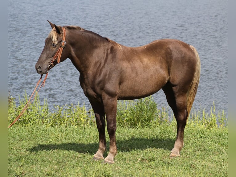 Rocky Mountain Horse Caballo castrado 15 años 163 cm Castaño in Whitley city Ky